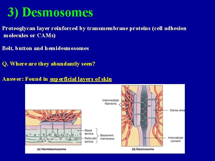 3) Desmosomes Proteoglycan layer reinforced by transmembrane proteins (cell adhesion molecules or CAMs) Belt, 3) Desmosomes Proteoglycan layer reinforced by transmembrane proteins (cell adhesion molecules or CAMs) Belt,