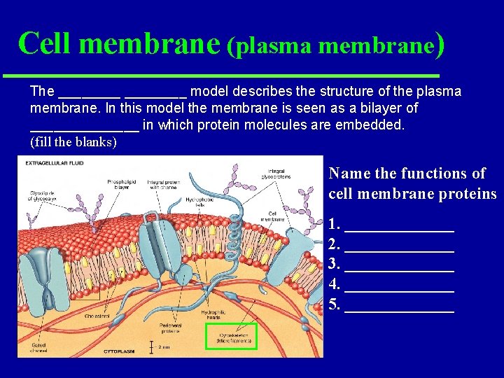 Cell membrane (plasma membrane) The ________ model describes the structure of the plasma membrane. Cell membrane (plasma membrane) The ________ model describes the structure of the plasma membrane.