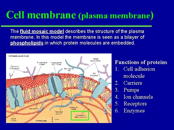 Cell membrane (plasma membrane) The fluid mosaic model describes the structure of the plasma Cell membrane (plasma membrane) The fluid mosaic model describes the structure of the plasma