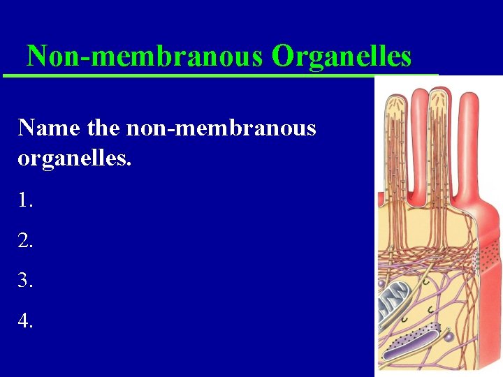 Non-membranous Organelles Name the non-membranous organelles. 1. 2. 3. 4. Non-membranous Organelles Name the non-membranous organelles. 1. 2. 3. 4.