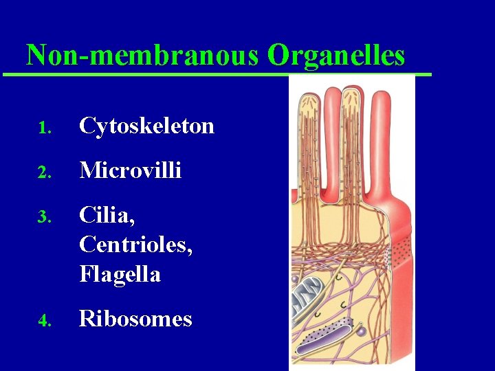Non-membranous Organelles 1. Cytoskeleton 2. Microvilli 3. Cilia, Centrioles, Flagella 4. Ribosomes Non-membranous Organelles 1. Cytoskeleton 2. Microvilli 3. Cilia, Centrioles, Flagella 4. Ribosomes