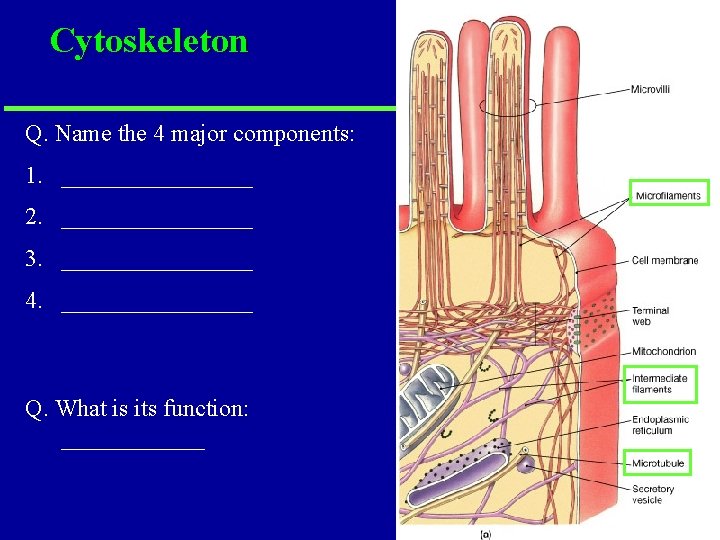 Cytoskeleton Q. Name the 4 major components: 1. ________ 2. ________ 3. ________ 4. Cytoskeleton Q. Name the 4 major components: 1. ________ 2. ________ 3. ________ 4.