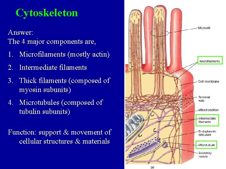 Cytoskeleton Answer: The 4 major components are, 1. Microfilaments (mostly actin) 2. Intermediate filaments Cytoskeleton Answer: The 4 major components are, 1. Microfilaments (mostly actin) 2. Intermediate filaments