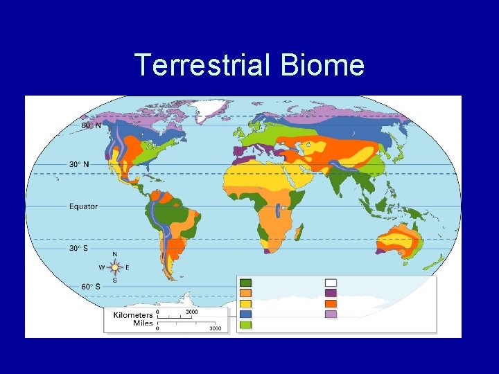 Terrestrial Biome 