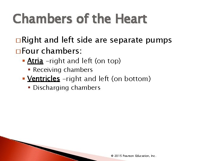 Chambers of the Heart � Right and left side are separate pumps � Four