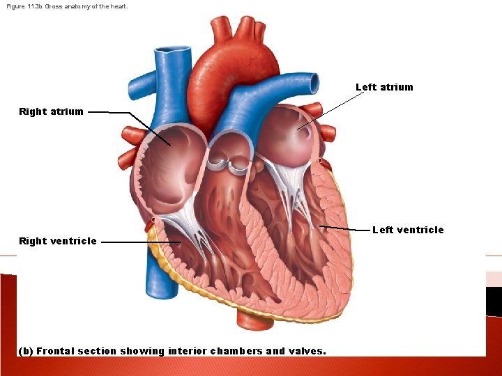 Figure 11. 3 b Gross anatomy of the heart. Left atrium Right ventricle (b)