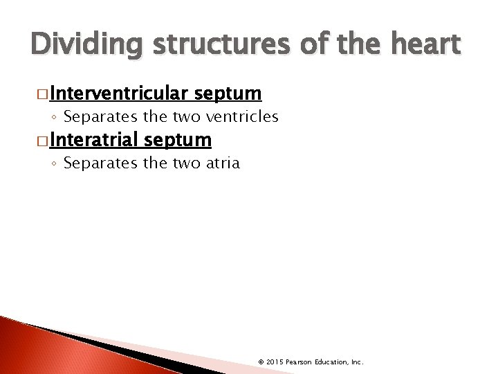 Dividing structures of the heart � Interventricular septum ◦ Separates the two ventricles �