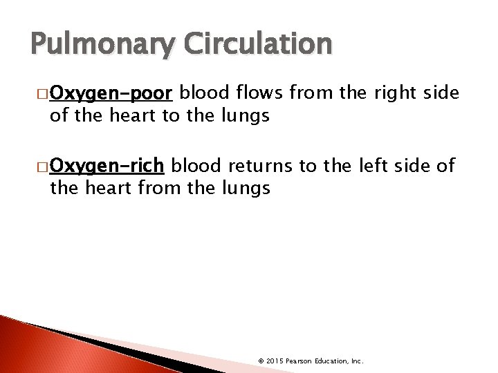 Pulmonary Circulation � Oxygen-poor blood flows from the right side of the heart to