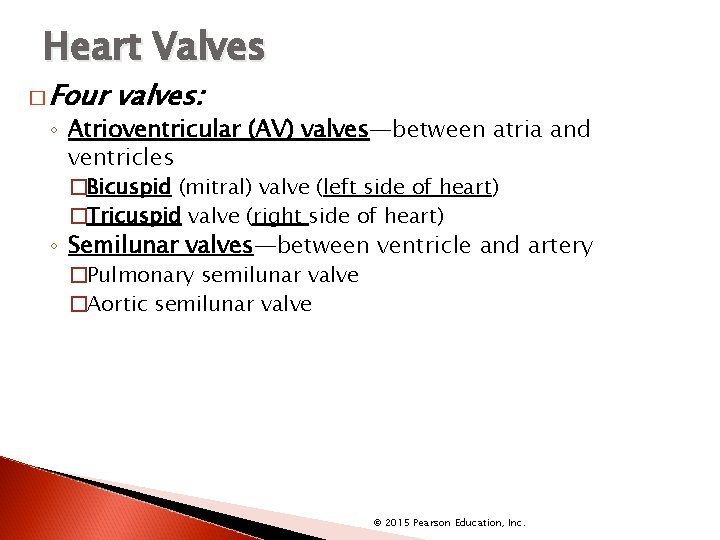 Heart Valves � Four valves: ◦ Atrioventricular (AV) valves—between atria and ventricles �Bicuspid (mitral)