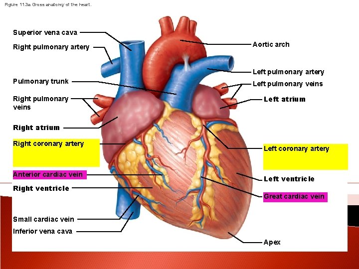 Figure 11. 3 a Gross anatomy of the heart. Superior vena cava Right pulmonary