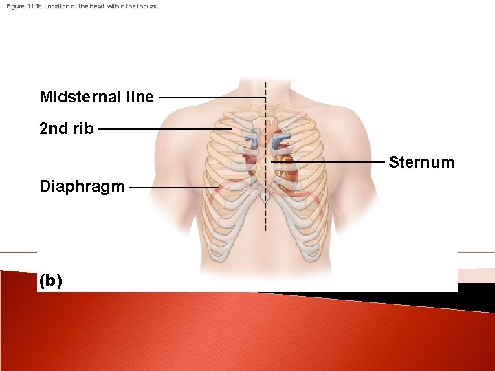 Figure 11. 1 b Location of the heart within the thorax. Midsternal line 2