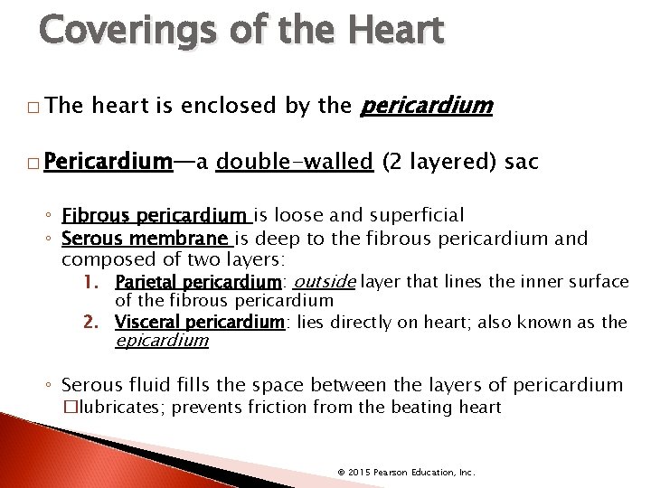 Coverings of the Heart � The heart is enclosed by the pericardium � Pericardium—a