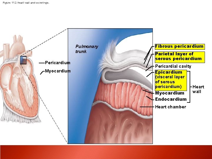 Figure 11. 2 Heart wall and coverings. Pulmonary trunk Pericardium Myocardium Fibrous pericardium Parietal