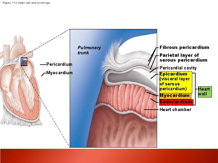 Figure 11. 2 Heart wall and coverings. Pulmonary trunk Pericardium Myocardium Fibrous pericardium Parietal