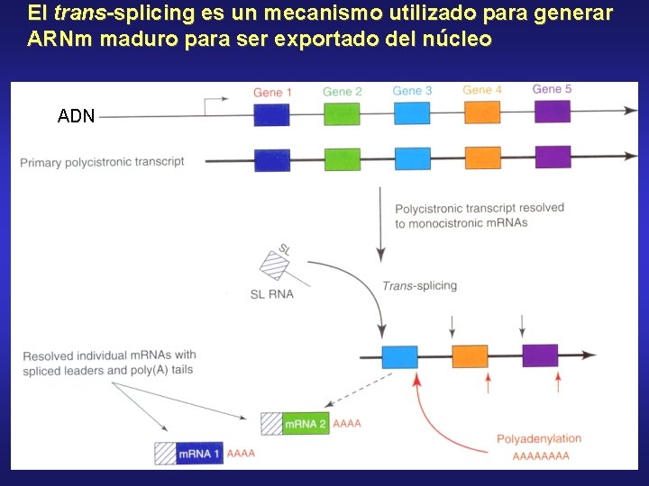 El trans-splicing es un mecanismo utilizado para generar ARNm maduro para ser exportado del