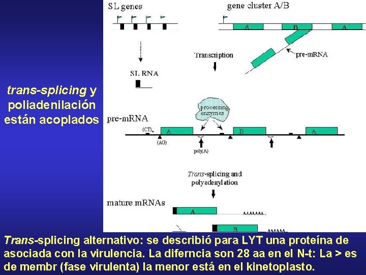 trans-splicing y poliadenilación están acoplados Trans-splicing alternativo: se describió para LYT una proteína de