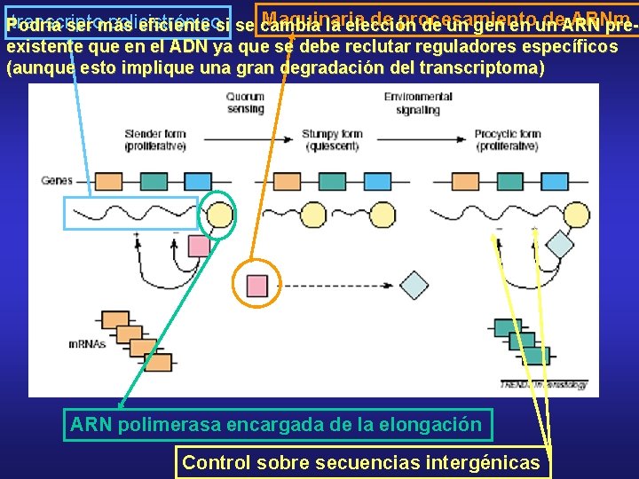 Maquinaria de procesamiento de. ARNm transcripto policistrónico Podría ser más eficiente si se cambia