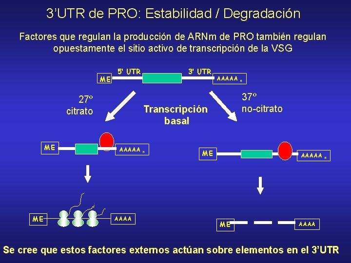 3’UTR de PRO: Estabilidad / Degradación Factores que regulan la producción de ARNm de