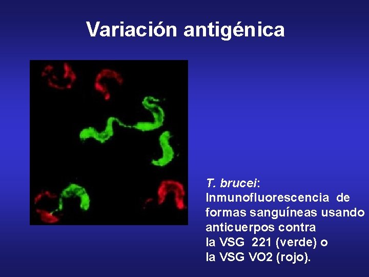 Variación antigénica T. brucei: Inmunofluorescencia de formas sanguíneas usando anticuerpos contra la VSG 221