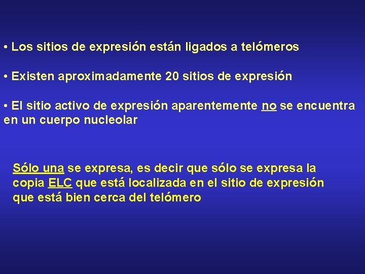  • Los sitios de expresión están ligados a telómeros • Existen aproximadamente 20