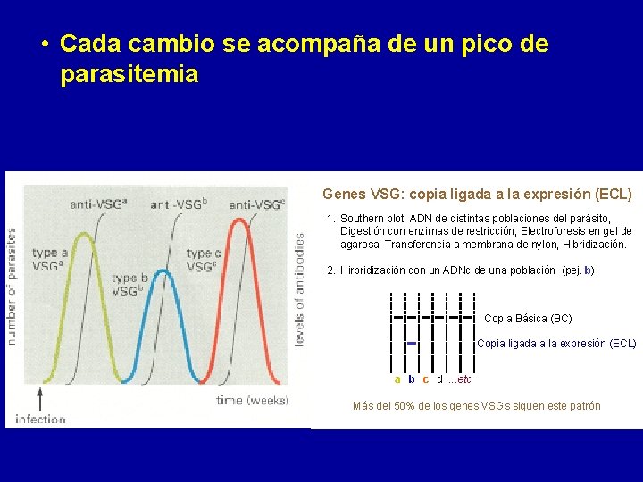  • Cada cambio se acompaña de un pico de parasitemia Genes VSG: copia