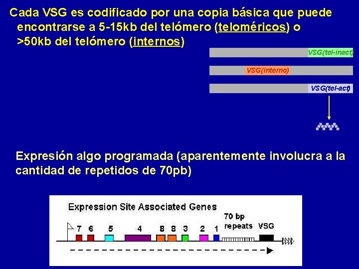 Cada VSG es codificado por una copia básica que puede encontrarse a 5 -15