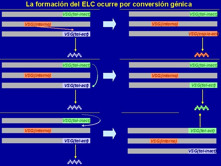 La formación del ELC ocurre por conversión génica VSG(tel-inact) VSG(interno) VSG(tel-act) VSG(copia-act) VSG(tel-inact) VSG(interno)