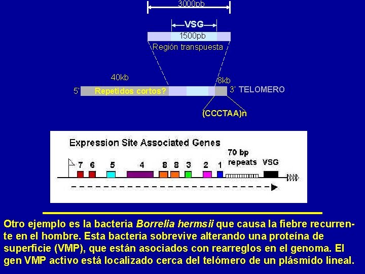 3000 pb VSG 1500 pb Región transpuesta 40 kb 5’ Repetidos cortos? 8 kb