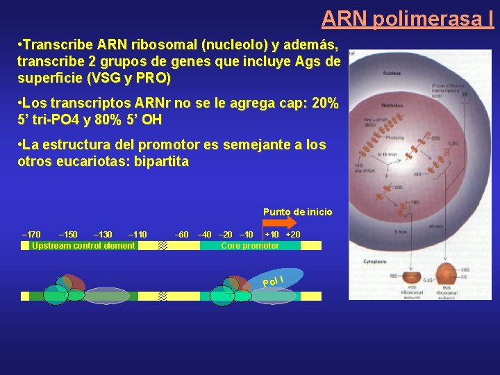 ARN polimerasa I • Transcribe ARN ribosomal (nucleolo) y además, transcribe 2 grupos de