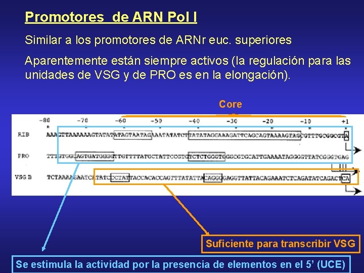 Promotores de ARN Pol I Similar a los promotores de ARNr euc. superiores Aparentemente