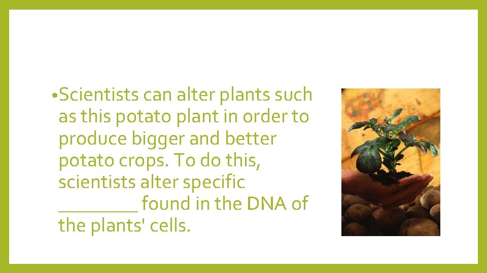  • Scientists can alter plants such as this potato plant in order to