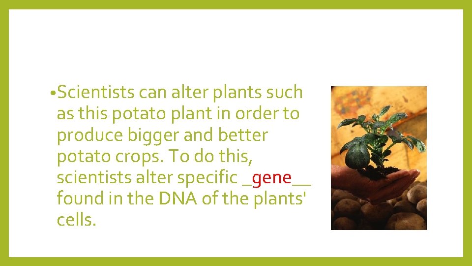  • Scientists can alter plants such as this potato plant in order to
