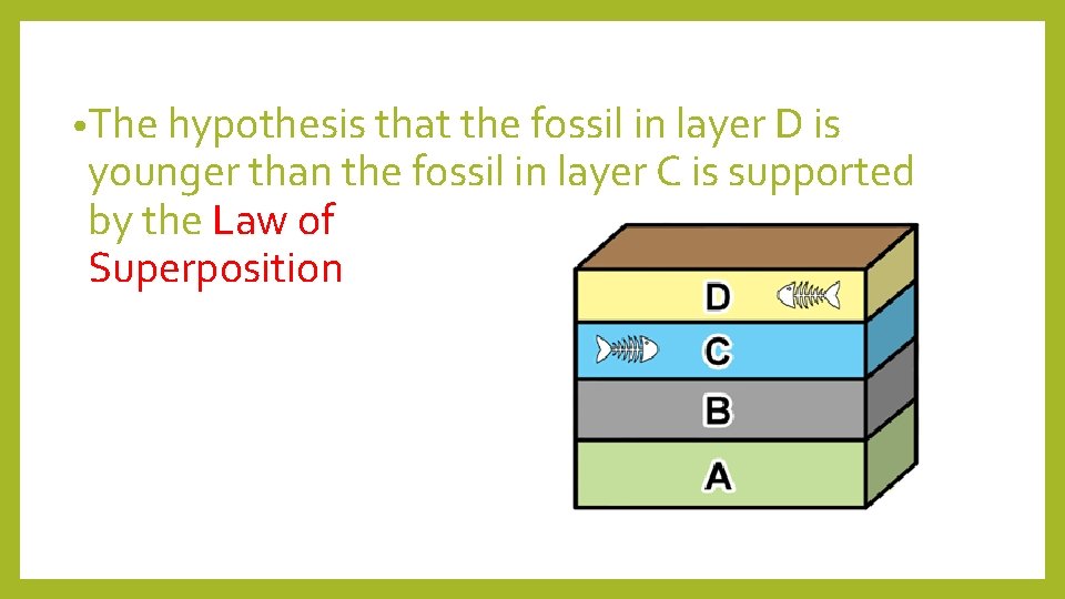  • The hypothesis that the fossil in layer D is younger than the