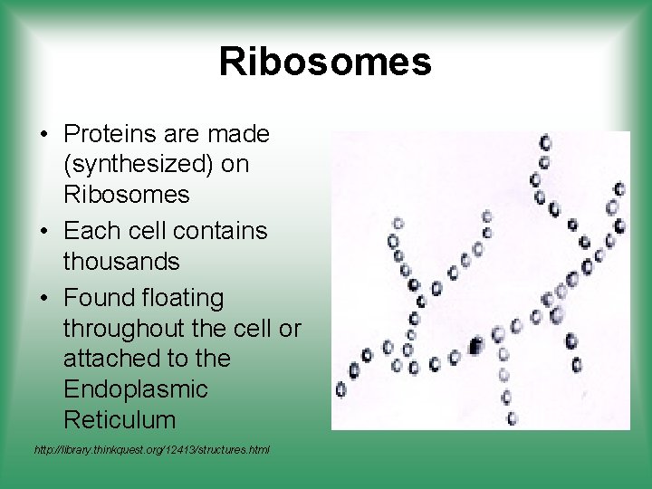 Ribosomes • Proteins are made (synthesized) on Ribosomes • Each cell contains thousands •