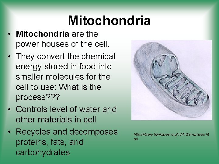 Mitochondria • Mitochondria are the power houses of the cell. • They convert the