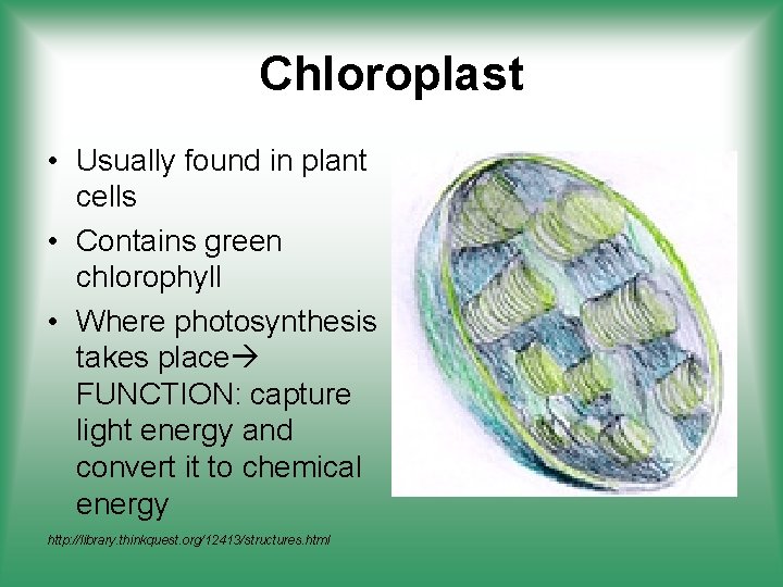 Chloroplast • Usually found in plant cells • Contains green chlorophyll • Where photosynthesis