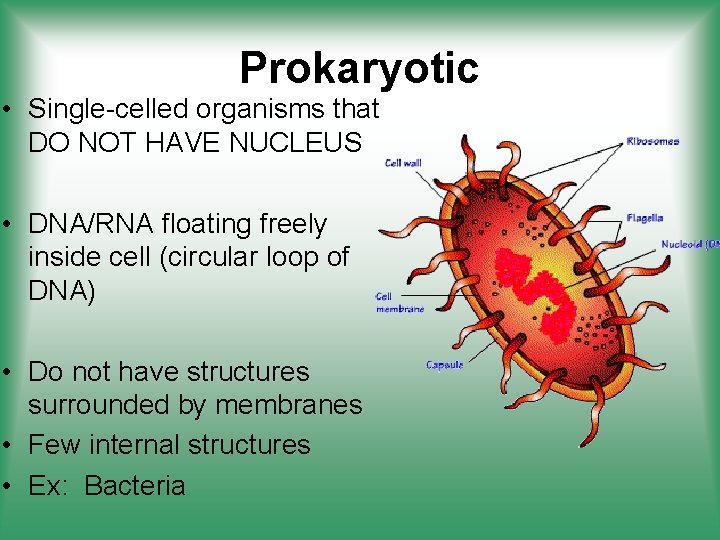 Prokaryotic • Single-celled organisms that DO NOT HAVE NUCLEUS • DNA/RNA floating freely inside