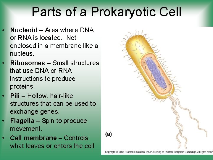 Parts of a Prokaryotic Cell • Nucleoid – Area where DNA or RNA is