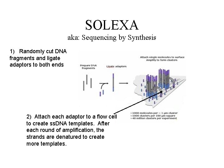 SOLEXA aka: Sequencing by Synthesis 1) Randomly cut DNA fragments and ligate adaptors to