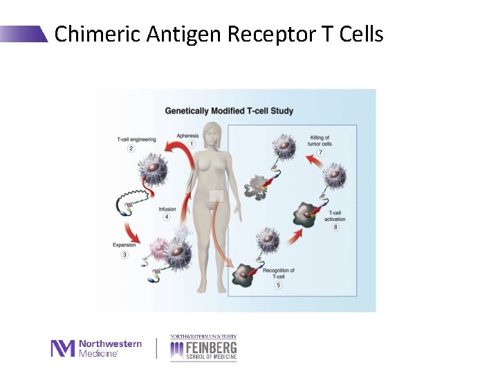 Chimeric Antigen Receptor T Cells 