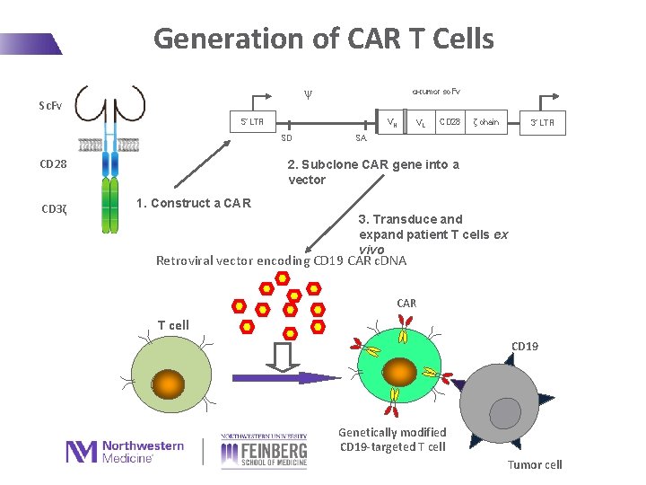 Generation of CAR T Cells ψ Sc. Fv α-tumor sc. Fv 5’ LTR VH