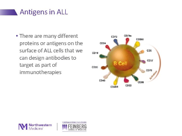 Antigens in ALL • There are many different proteins or antigens on the surface