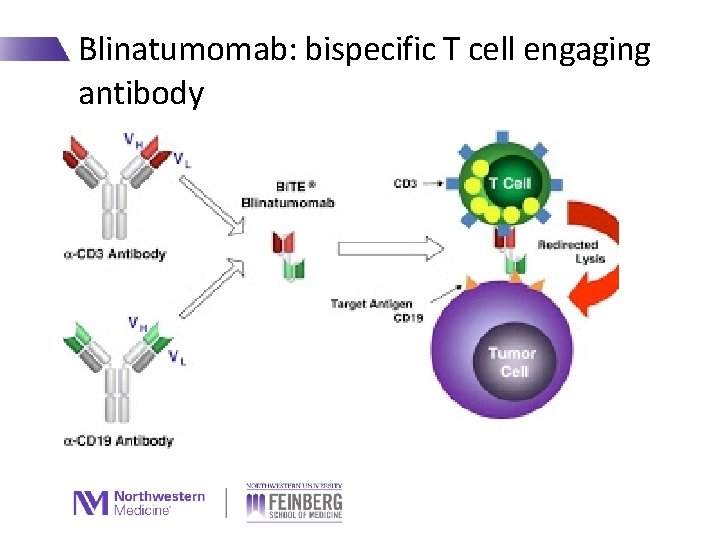 Blinatumomab: bispecific T cell engaging antibody 