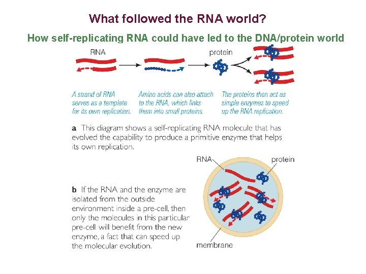 What followed the RNA world? How self-replicating RNA could have led to the DNA/protein