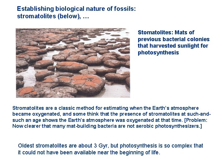 Establishing biological nature of fossils: stromatolites (below), … Stomatolites: Mats of previous bacterial colonies