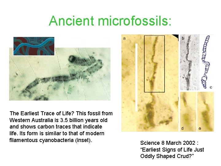 Ancient microfossils: The Earliest Trace of Life? This fossil from Western Australia is 3.