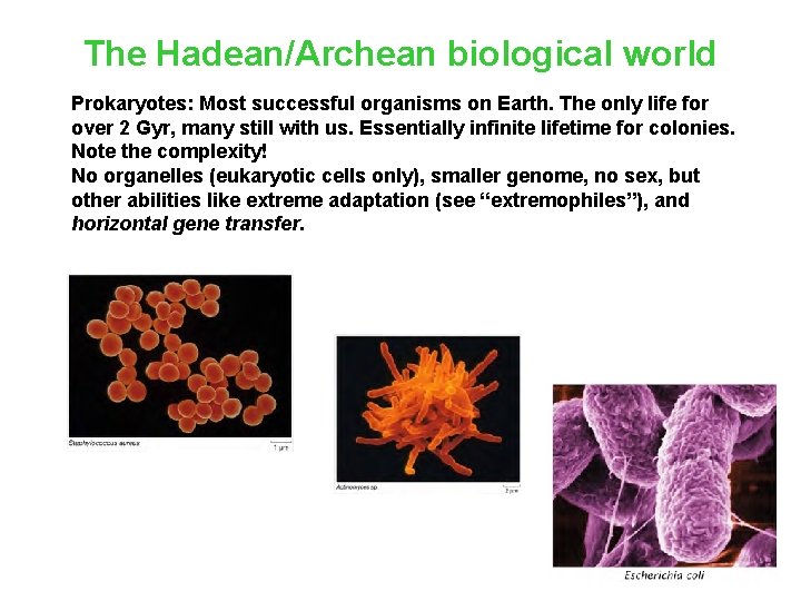 The Hadean/Archean biological world Prokaryotes: Most successful organisms on Earth. The only life for