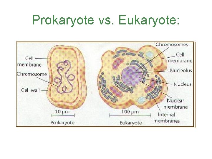 Prokaryote vs. Eukaryote: 