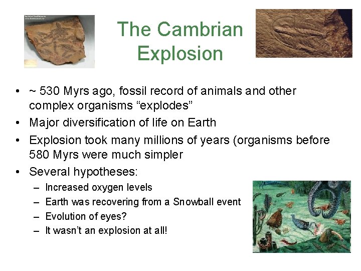 The Cambrian Explosion • ~ 530 Myrs ago, fossil record of animals and other