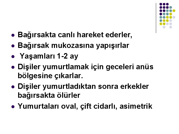 l l l Bağırsakta canlı hareket ederler, Bağırsak mukozasına yapışırlar Yaşamları 1 -2 ay